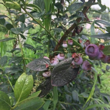 蓝莓10~12mm以上