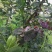 蓝莓10~12mm以上