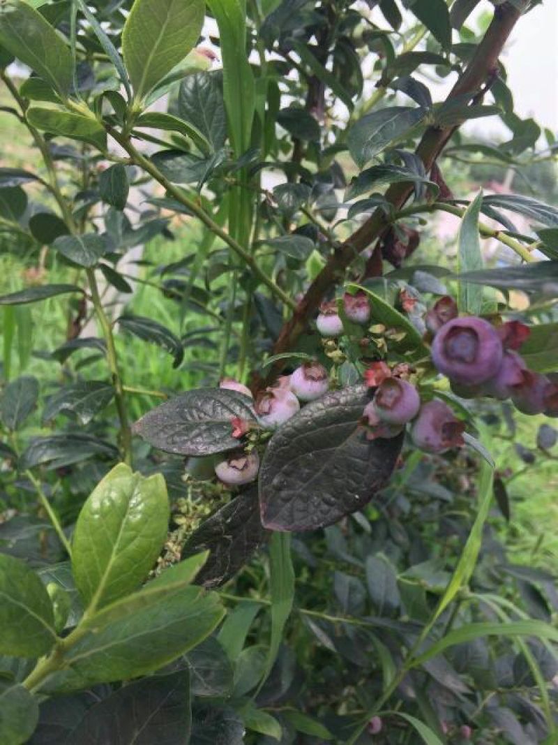 蓝莓10~12mm以上