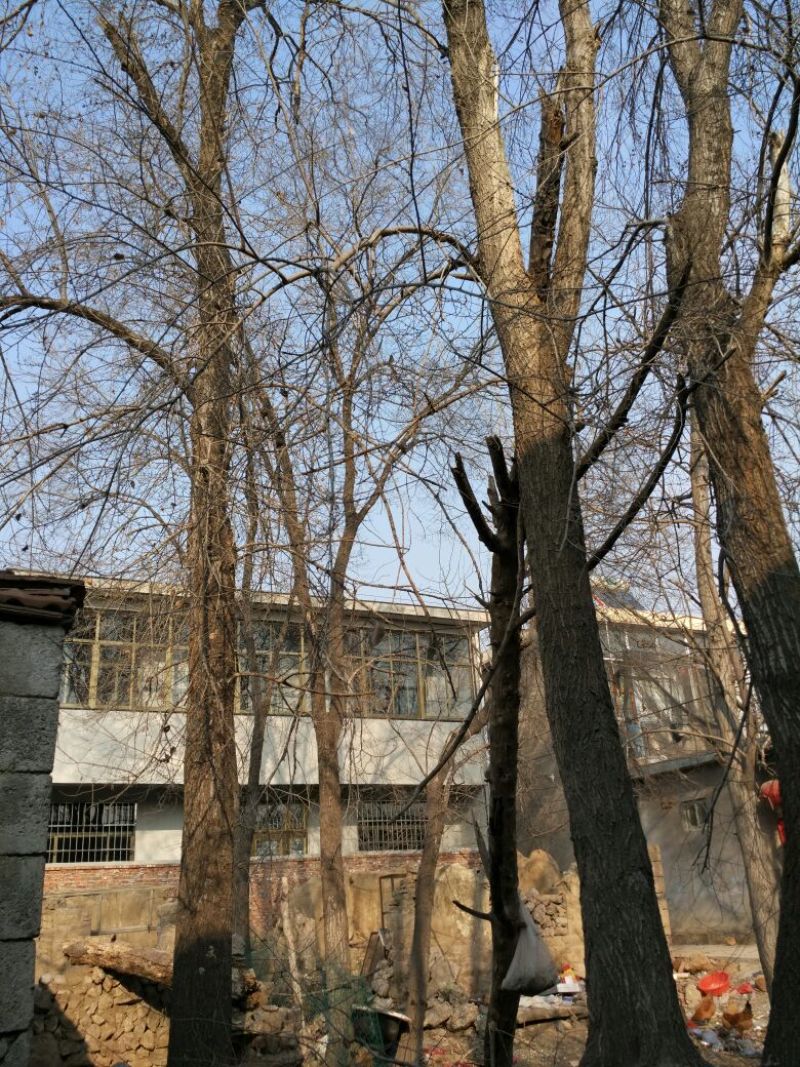榆树
