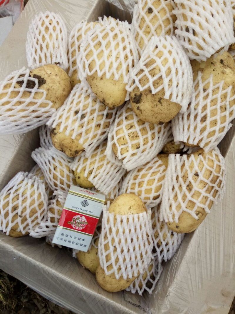 迷你土豆1两以下黄皮黄心油炸专用薯，规格大小可定制分选