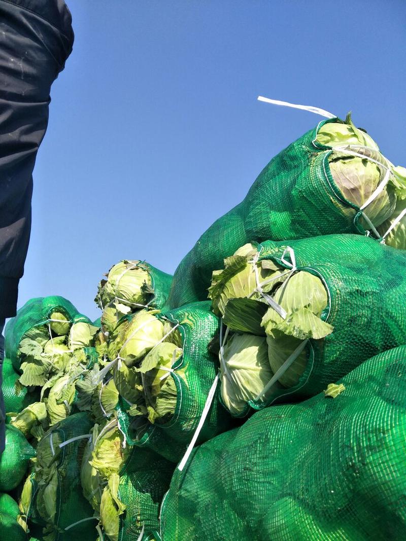 湖北圆包菜2~3公斤多年专业代办产地货源