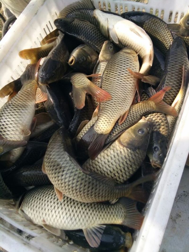 池鲤鱼食用0.5~1公斤