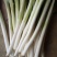 长白大葱30~40cm毛葱3cm左右