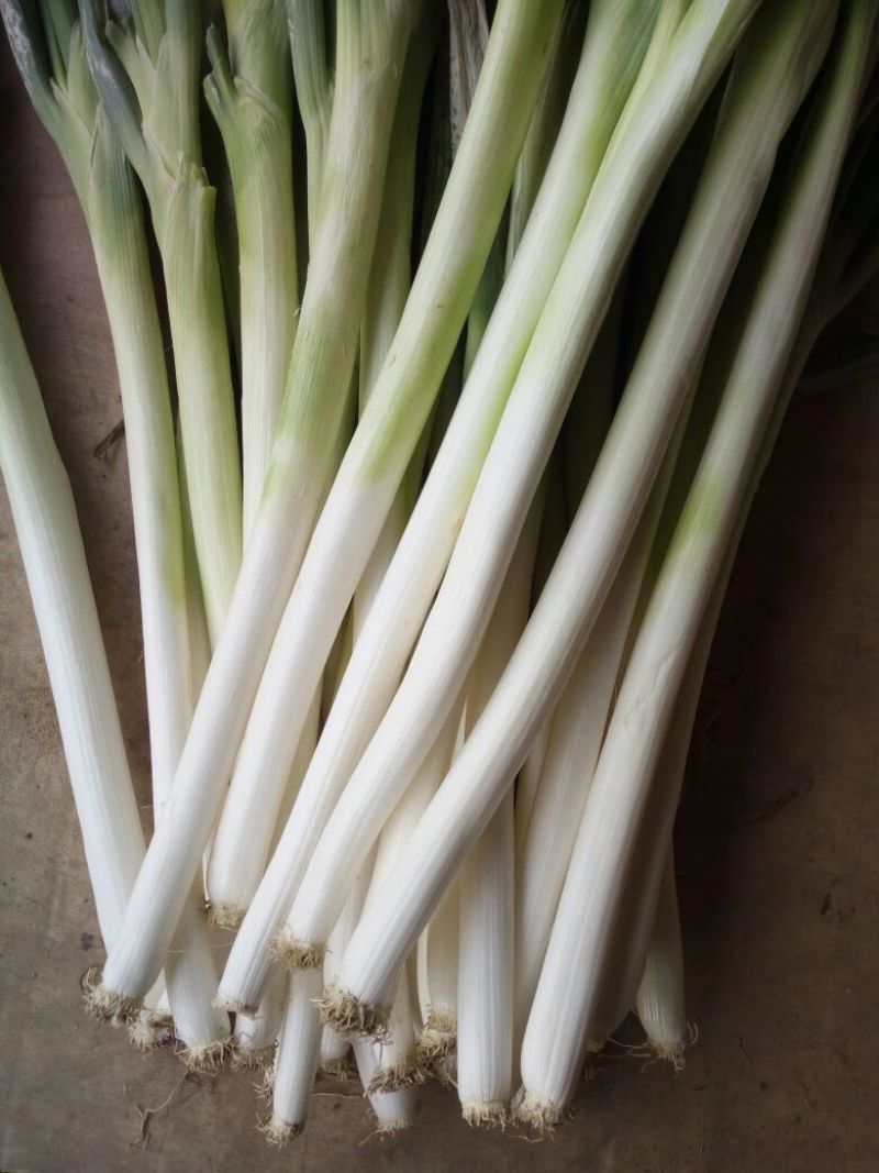 长白大葱30~40cm毛葱3cm左右
