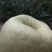 砀山梨250~300g光果