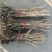 芦苇30~40cm