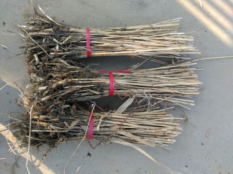 芦苇30~40cm