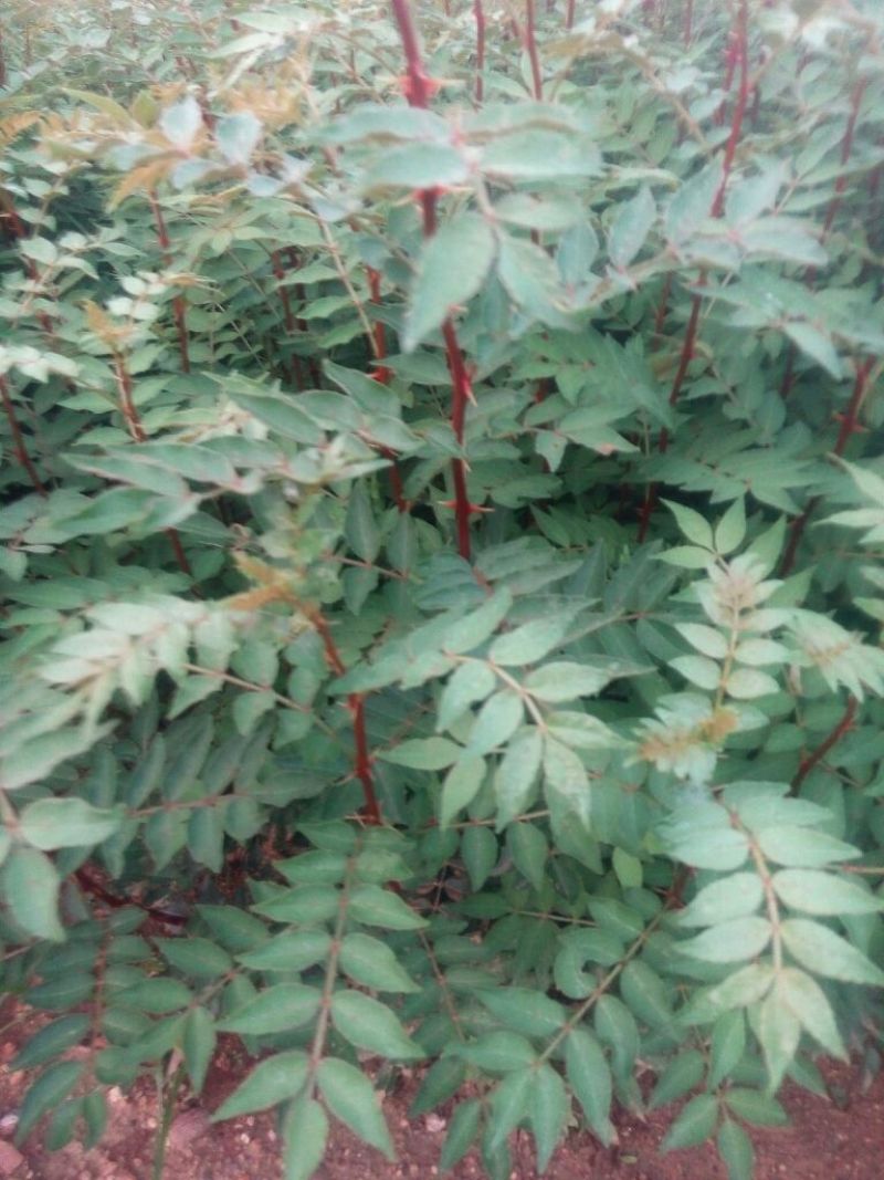 花椒苗正宗泰山大红袍花椒种苗无刺大红袍花椒种苗，九叶青花