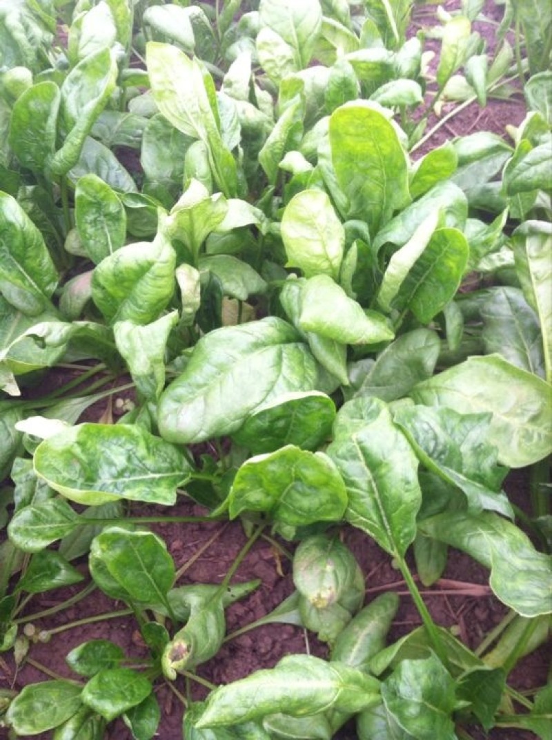 大叶菠菜