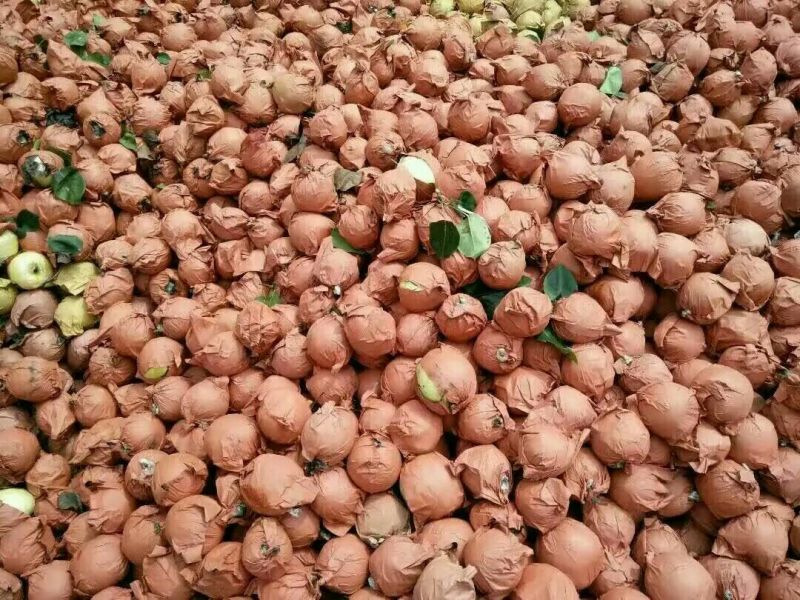 黄金梨350~400g纸加膜