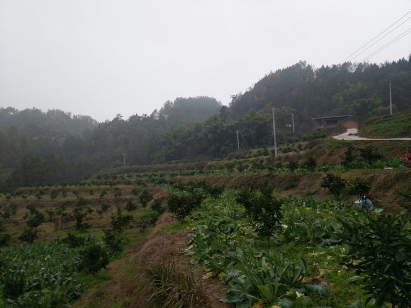 白花菜散装