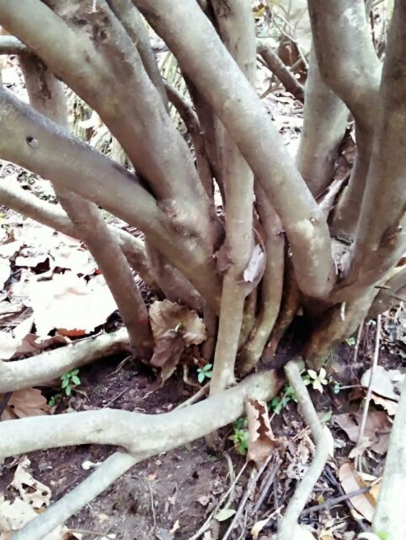 映山红10~15cm