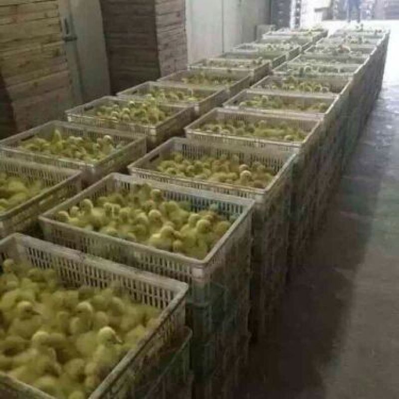 鹅苗250g以下