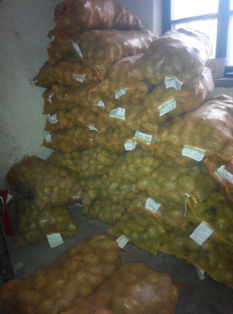 荷兰十五土豆种子一级种薯