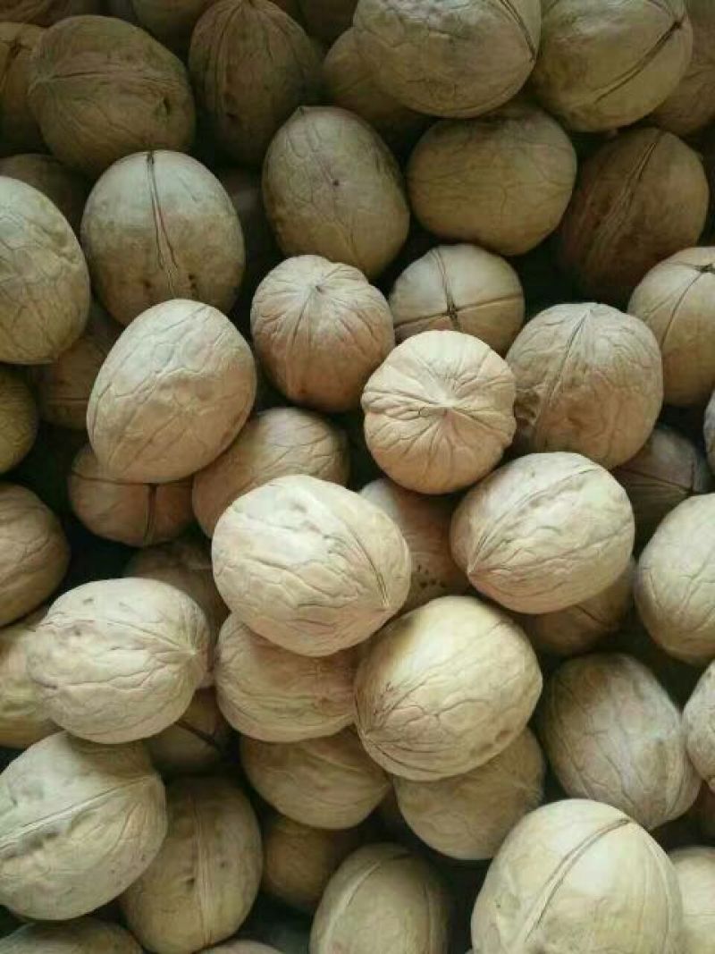 新新2号核桃去皮干