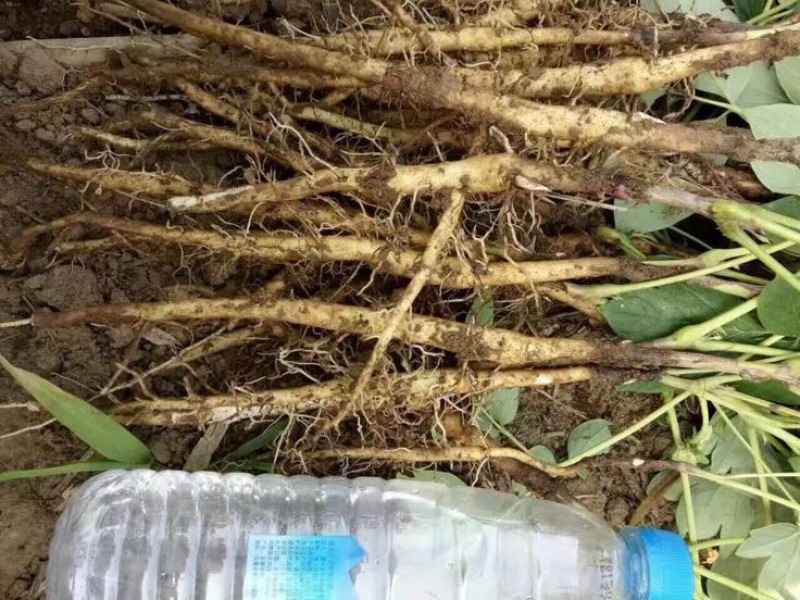 油牡丹苗