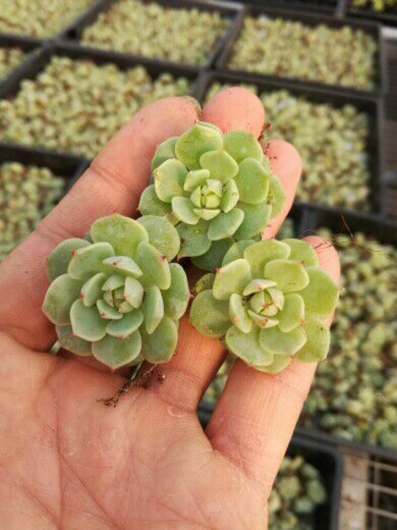 多肉植物不含盆