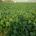 越冬菠菜10~15厘米