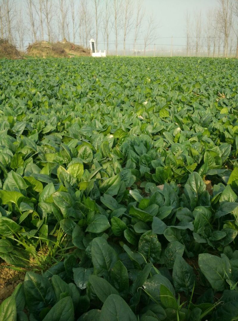 越冬菠菜10~15厘米