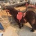 矮马100~200kg