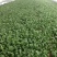 大叶菠菜15~20厘米