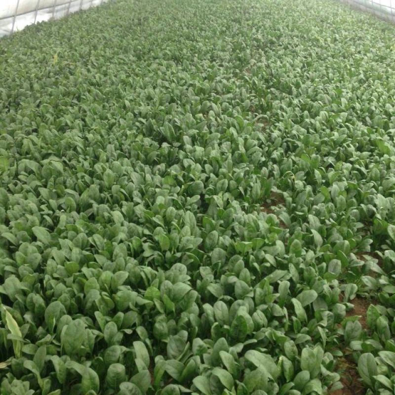 大叶菠菜15~20厘米