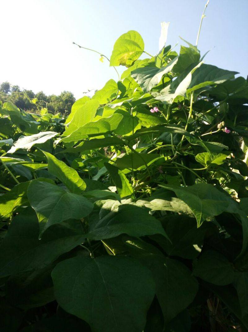无筋豆20厘米以上