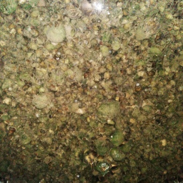 青鱼食用活鱼