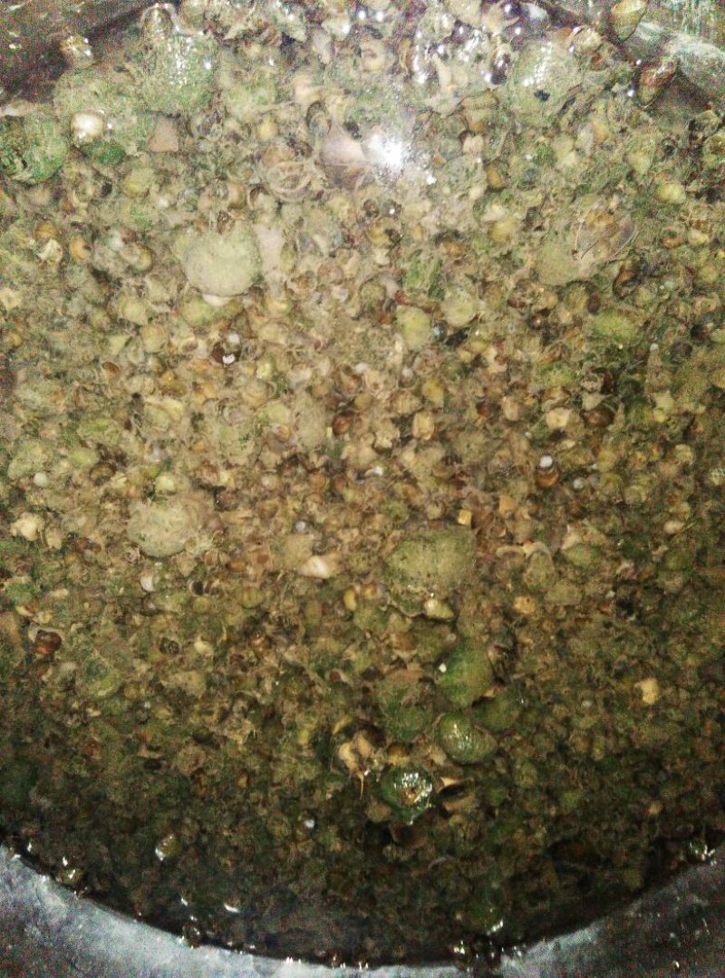 青鱼食用活鱼