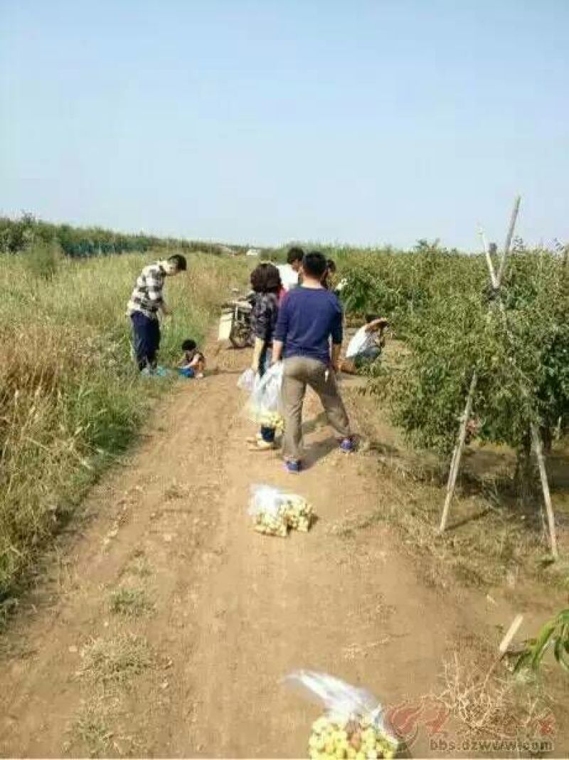 沾化冬枣，对接平台，直供超市又甜又脆的冬枣上市了，有需