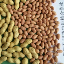 花育23号干货带壳