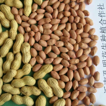 花育23号干货带壳