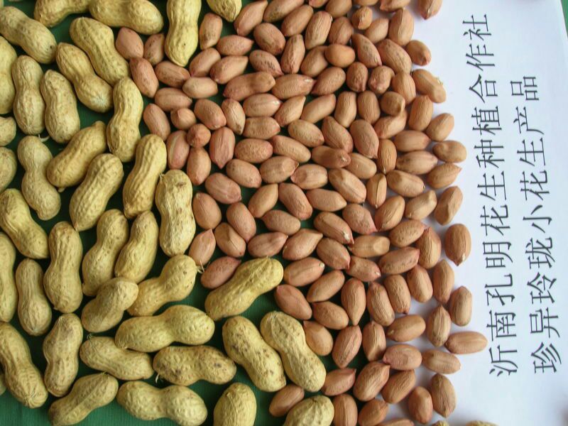 花育23号干货带壳
