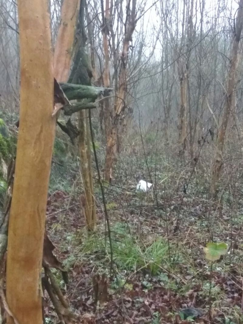 紫薇树4~6cm2.5~3米2~3米