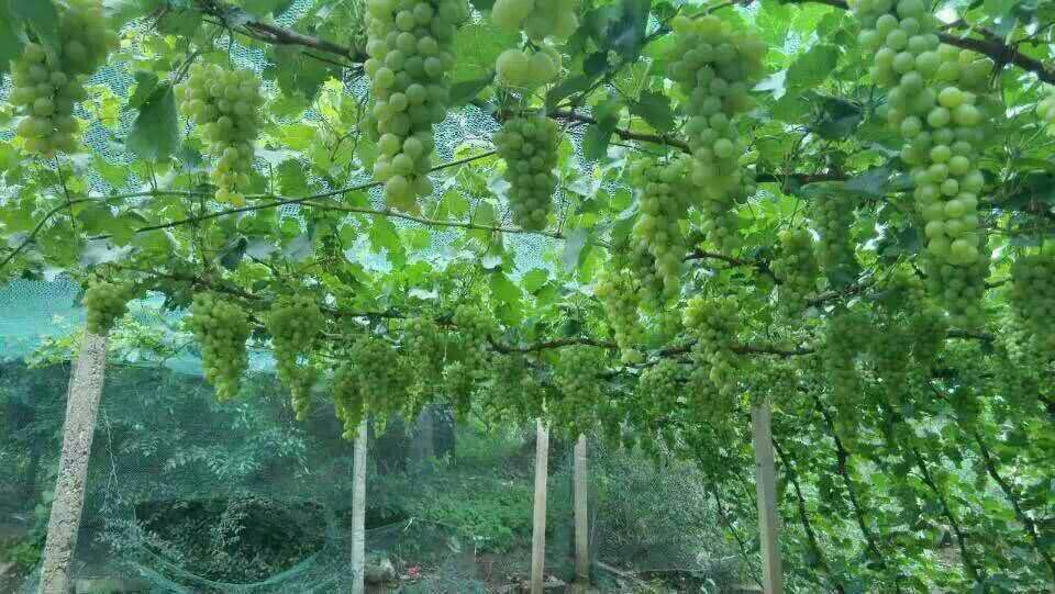 河北张家口市怀来县维多利亚葡萄 1~2斤 5%以