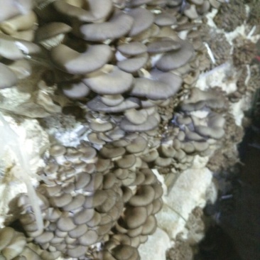 灰平菇3~5厘米浅灰色薄