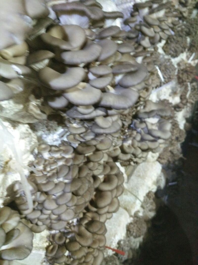 灰平菇3~5厘米浅灰色薄