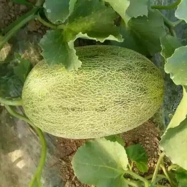 西州蜜瓜