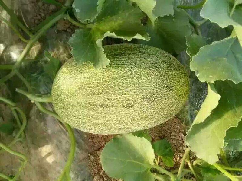 西州蜜瓜