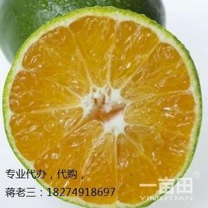 7904脐橙湖南江永县