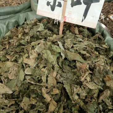 桑叶