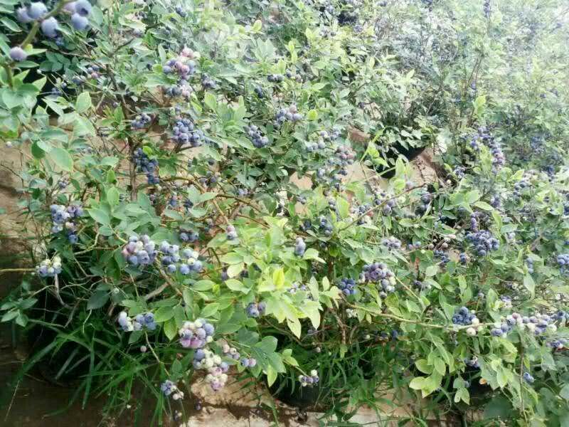 宿迁沭阳蓝莓苗30~50cm1~2年基地直供保质保量