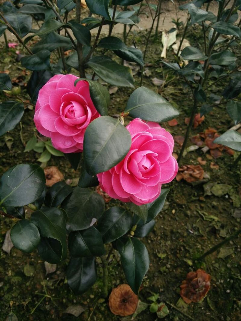 茶花山茶花，五色赤丹，贝拉六角大红五色赤丹等等