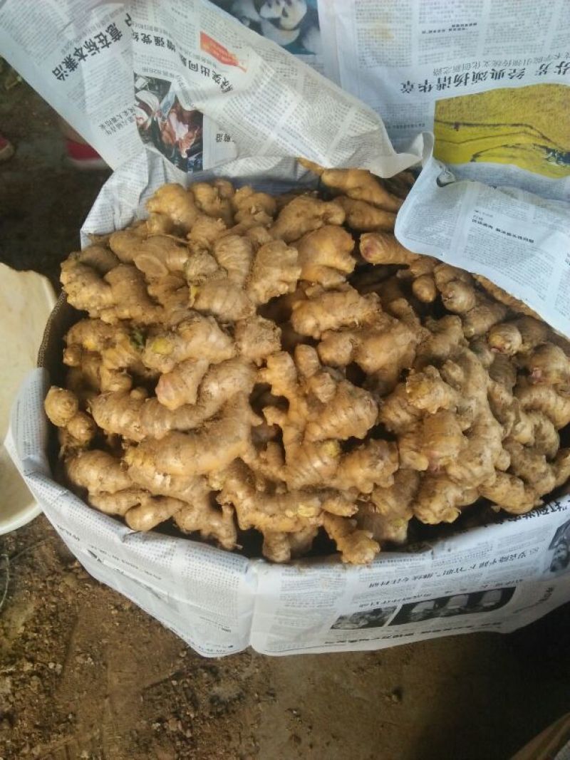 攀枝花精品带泥生姜基地直供，电商货源充足，欢迎来电洽谈