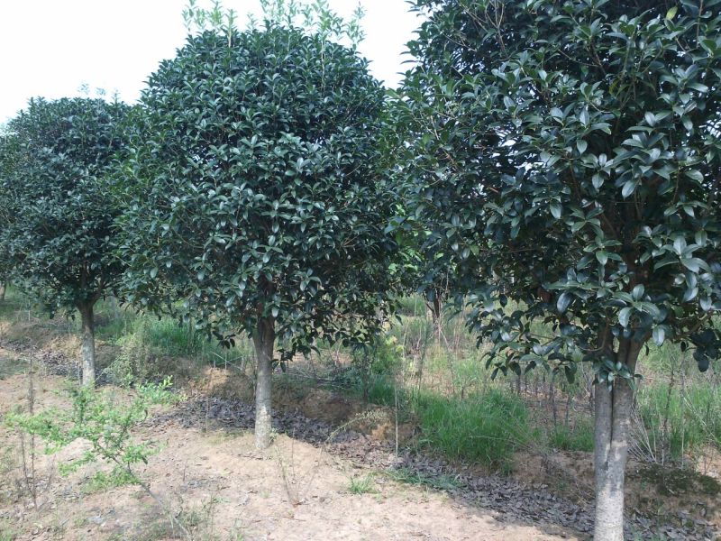 桂花树苗，杆径12公分，河南省潢川宏昌苗圃直销桂花树