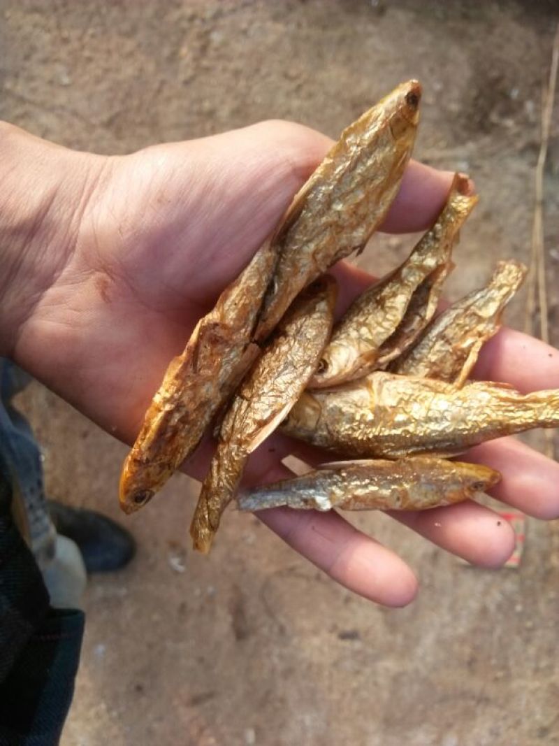 火焙鱼稻谷香味