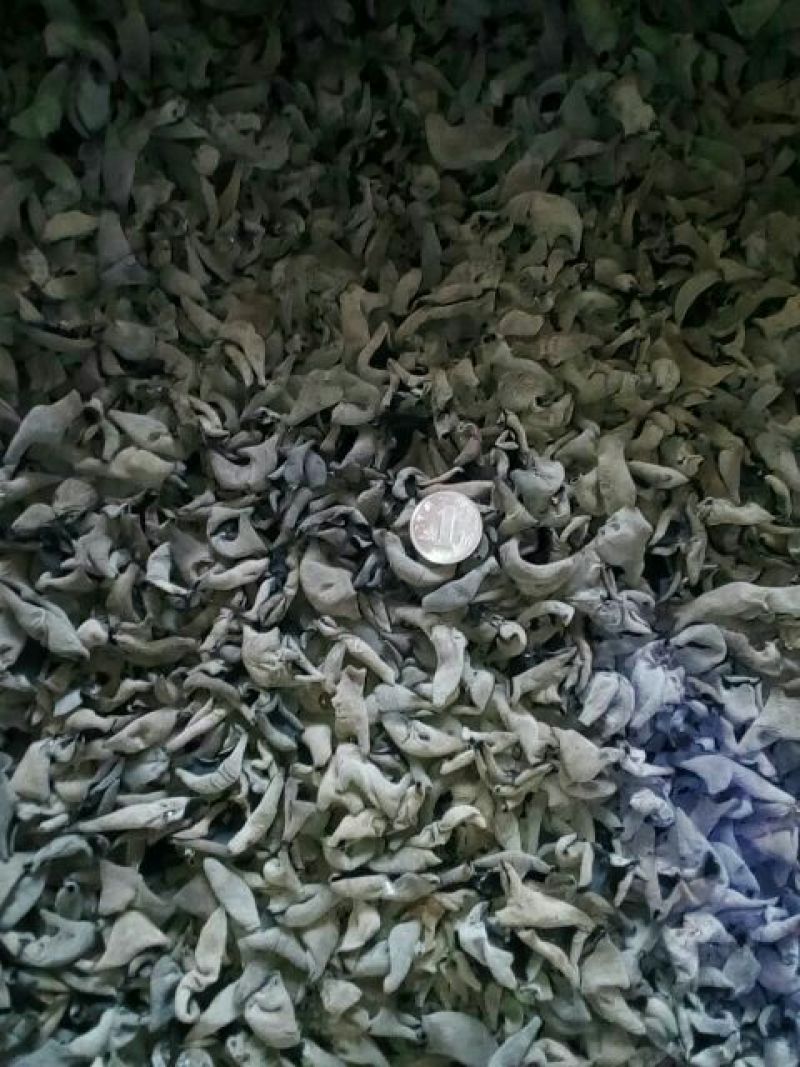 秋木耳秋木耳，1.8一下，茶叶卷，色黑，口感好