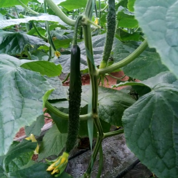 密刺黄瓜干花带刺25公分以上