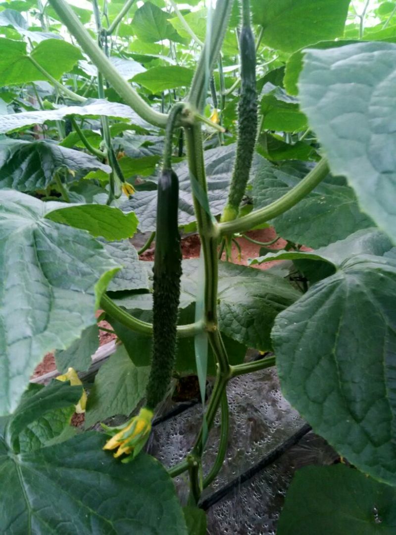 密刺黄瓜干花带刺25公分以上